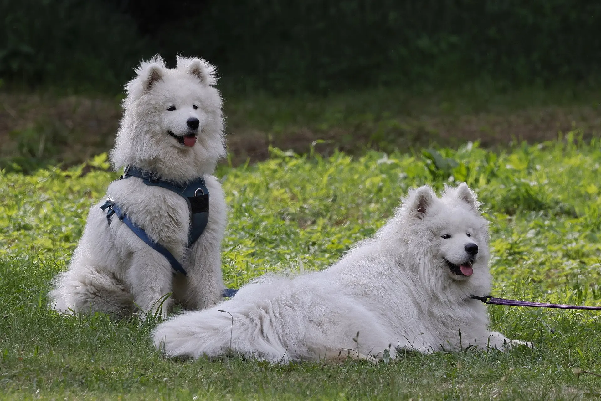 arnés para perros duradero